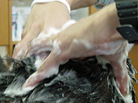 �V�����v�[�C���[�W�P